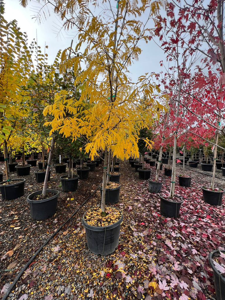 Gleditsia tri. 'Golden Locust' (BBP)