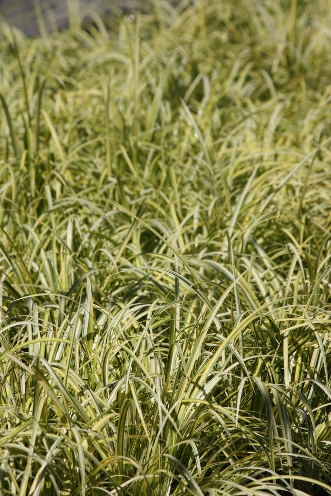 Grass, Acorus gramineus 'Oborozuki'