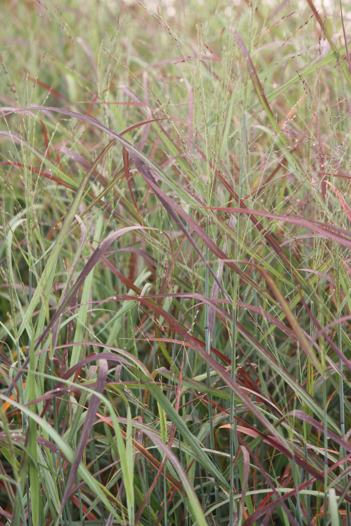Grass, Panicum v. 'Ruby Ribbons' ™ PP17944