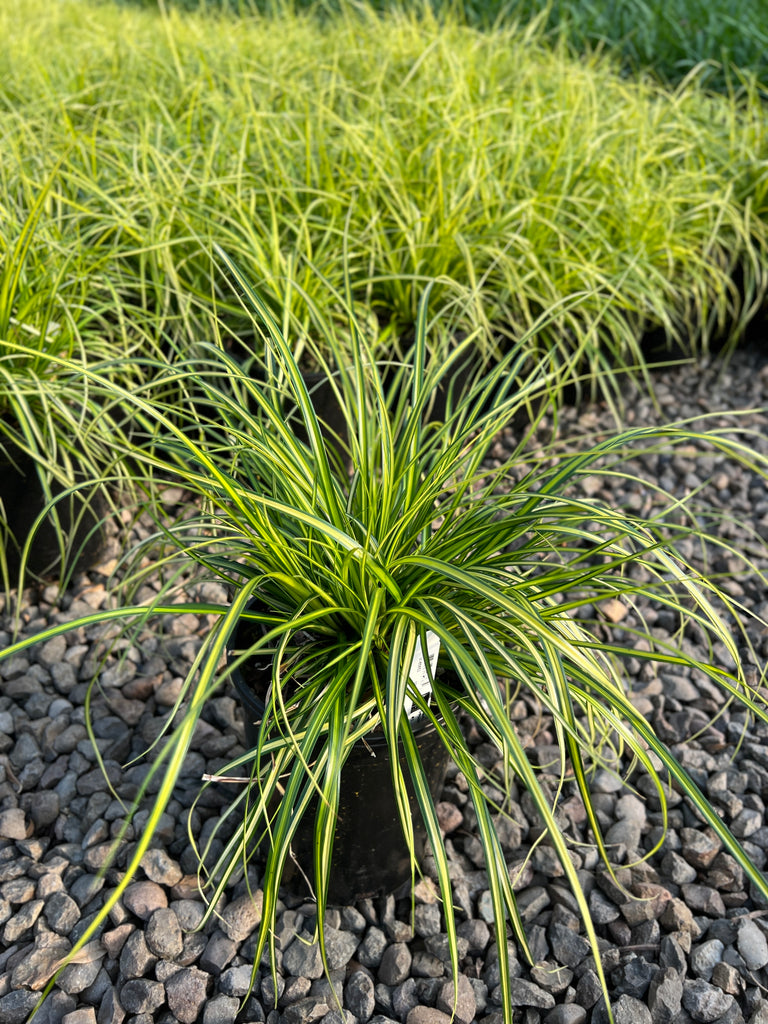 Grass, Carex oshimensis EVERCOLOR® 'Eversheen' PP25938