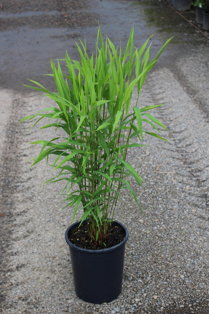 Grass, Chasmanthium latifolium