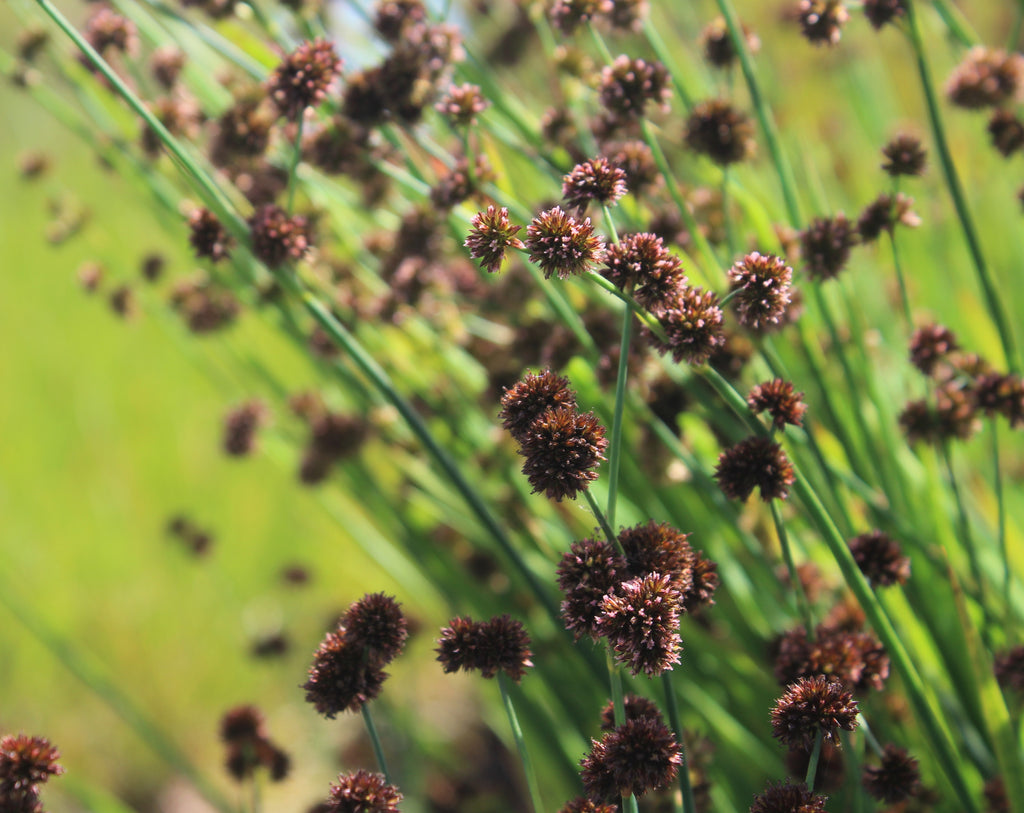 Grass, Juncus ensifolius