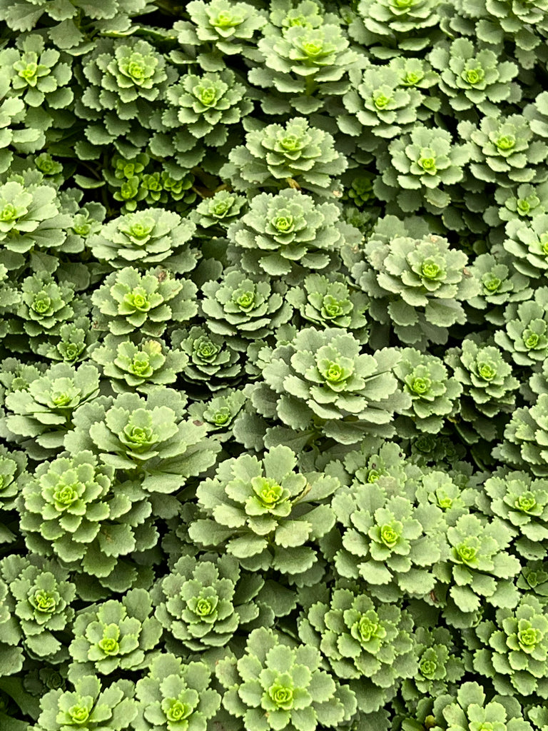 Sedum fl. 'Winter Mahogany'