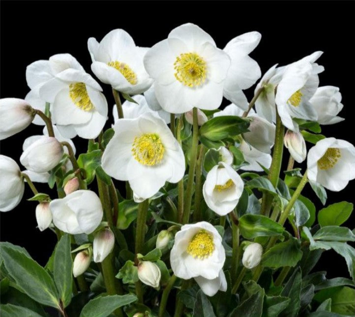 Helleborus HGC. 'Diva'