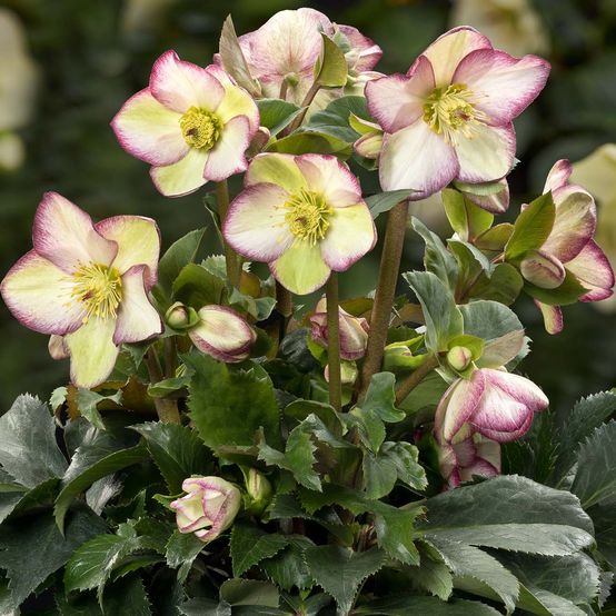 Helleborus HGC Ice and Roses 'Dark Picotee'