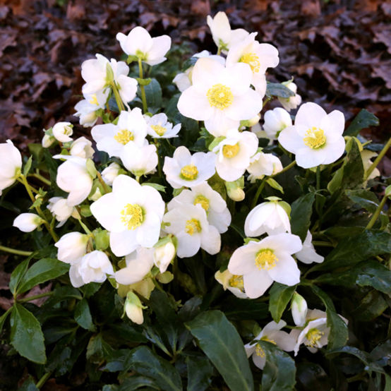 Helleborus HGC 'Jasper'