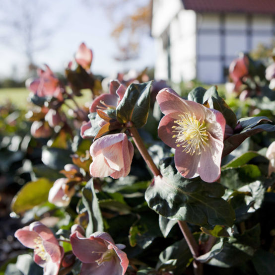 Helleborus 'HGC Maestro' PPAF