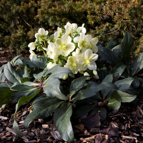 Helleborus x nigercors 'HGC Ice Breaker Max' PP22256 (white)