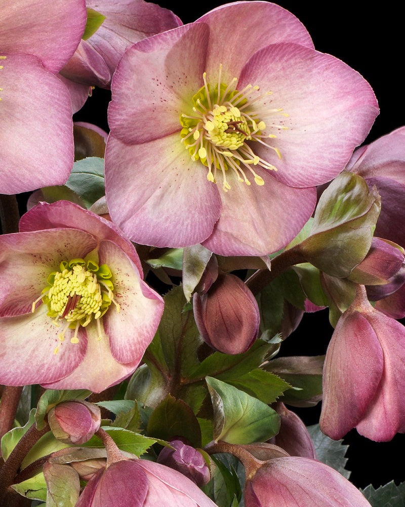 Helleborus HGC® ICE N' ROSES® 'ROSE'