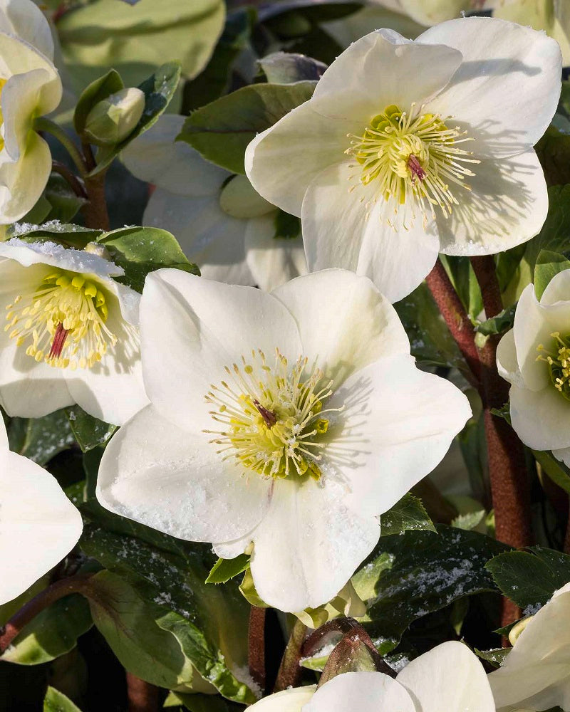 Helleborus HGC® ICE N' ROSES® WHITE