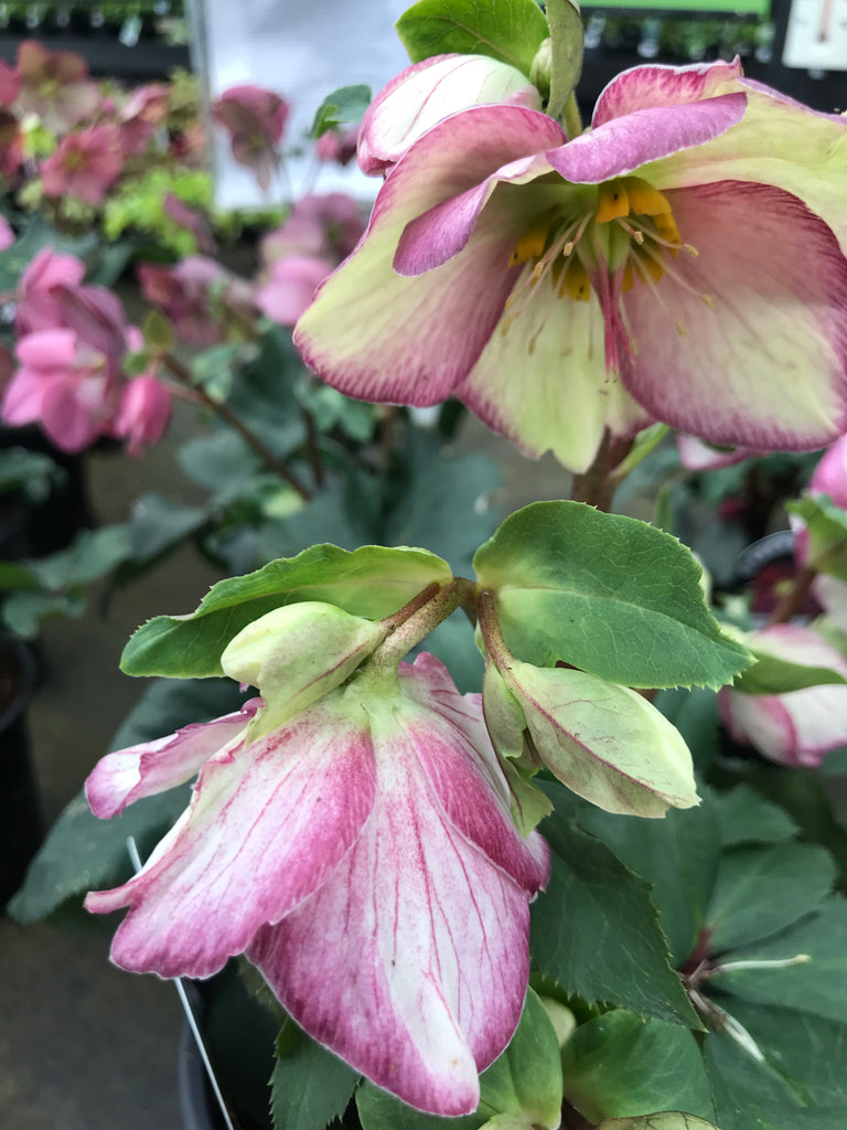 Helleborus HGC Ice and Roses 'Picotee'