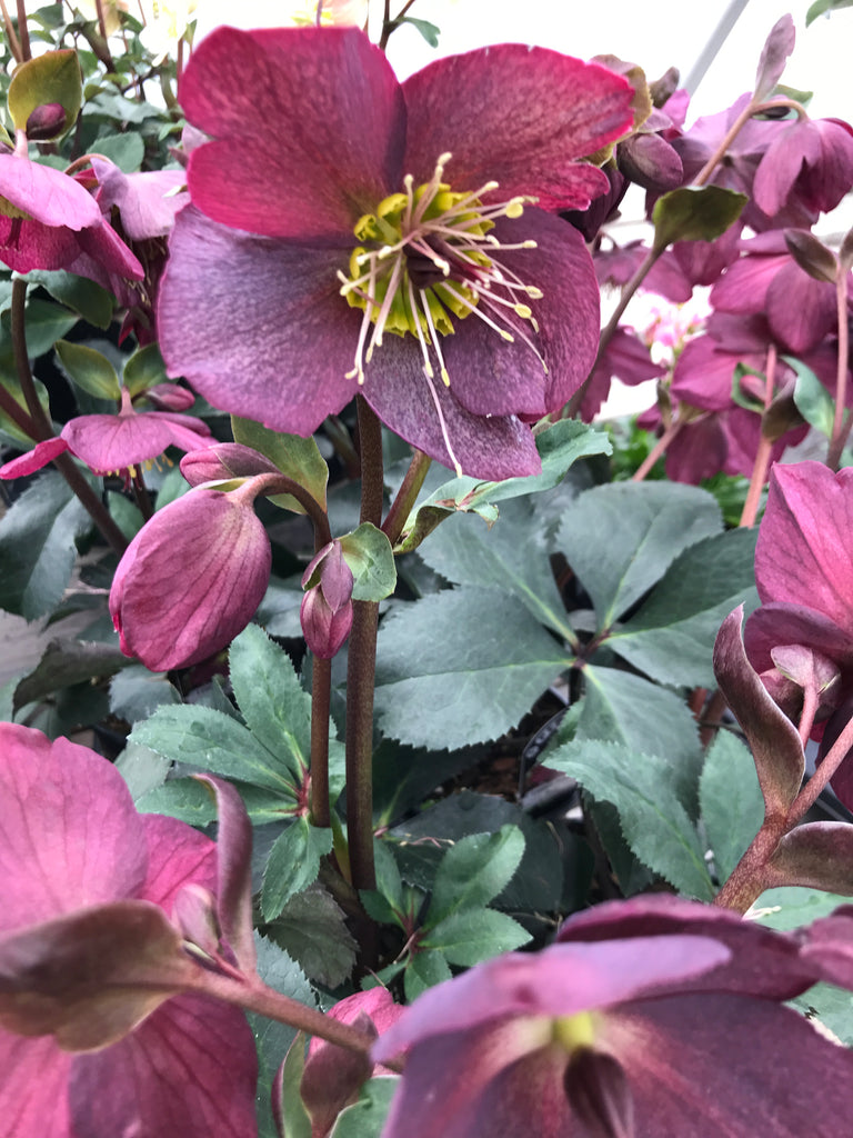 Helleborus HGC® ICE N' ROSES® RED