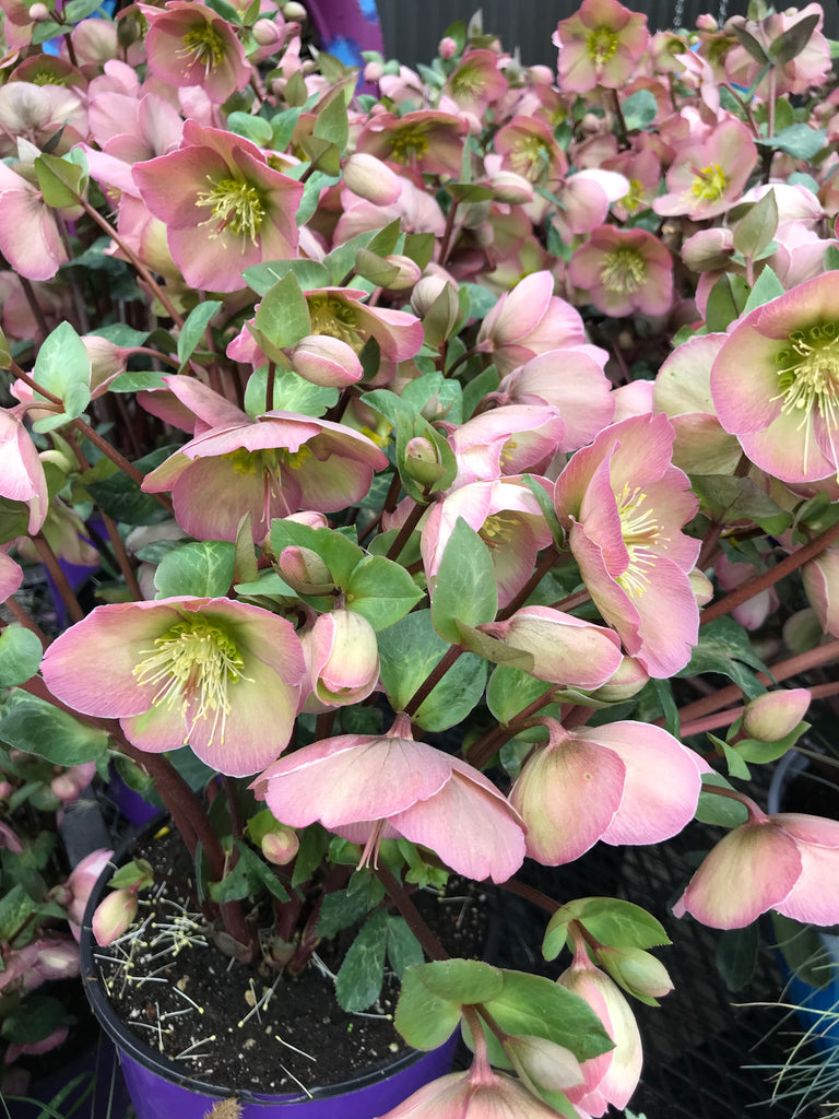 Helleborus x 'Penny's Pink' PPAF