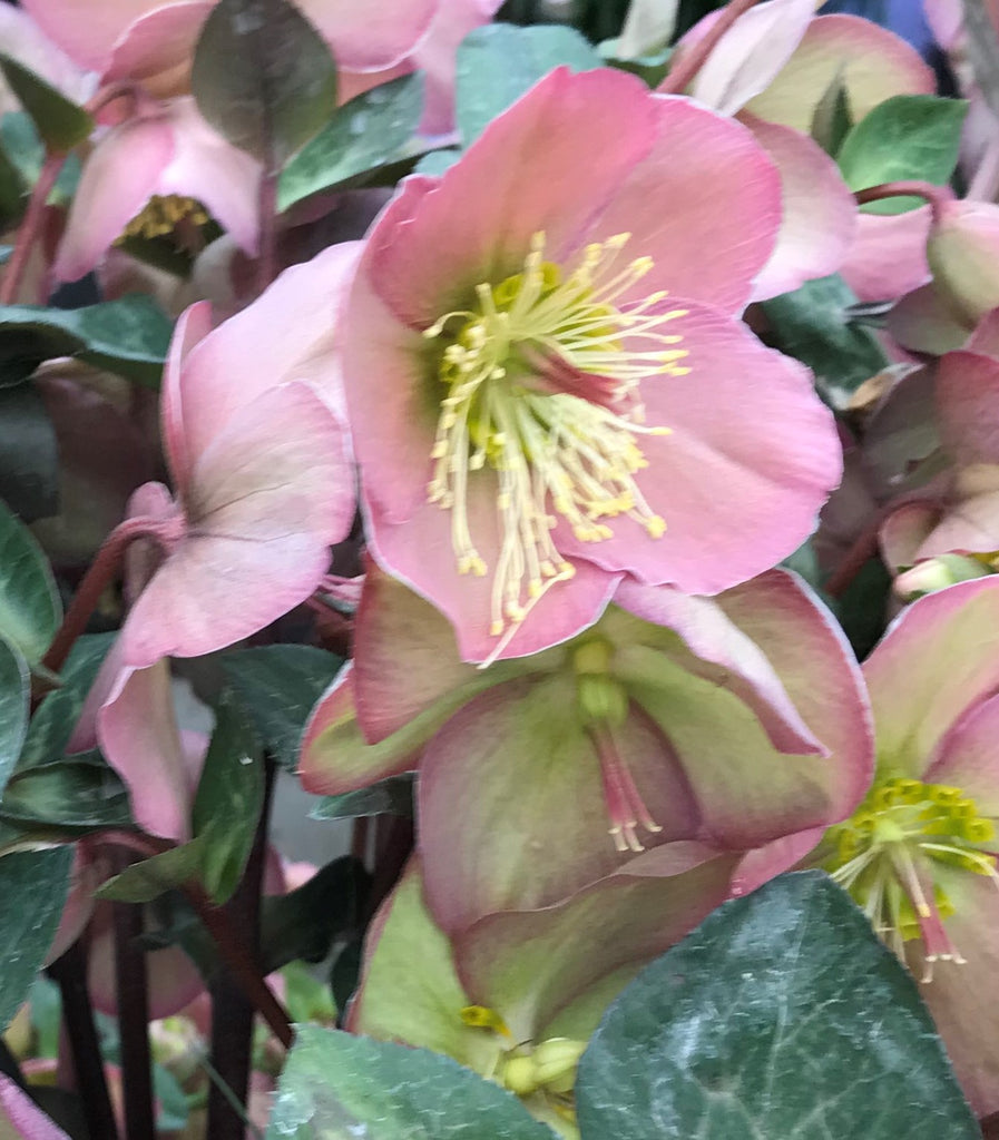 Helleborus FrostKiss ""Pipra's Purple""