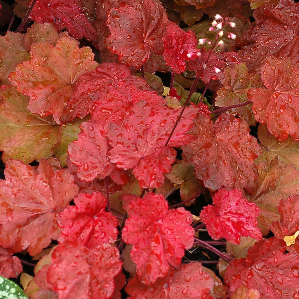 Heuchera 'Autumn Leaves' PPAF