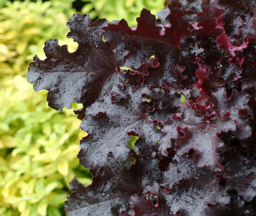 Heuchera 'Black Beauty' PP13288