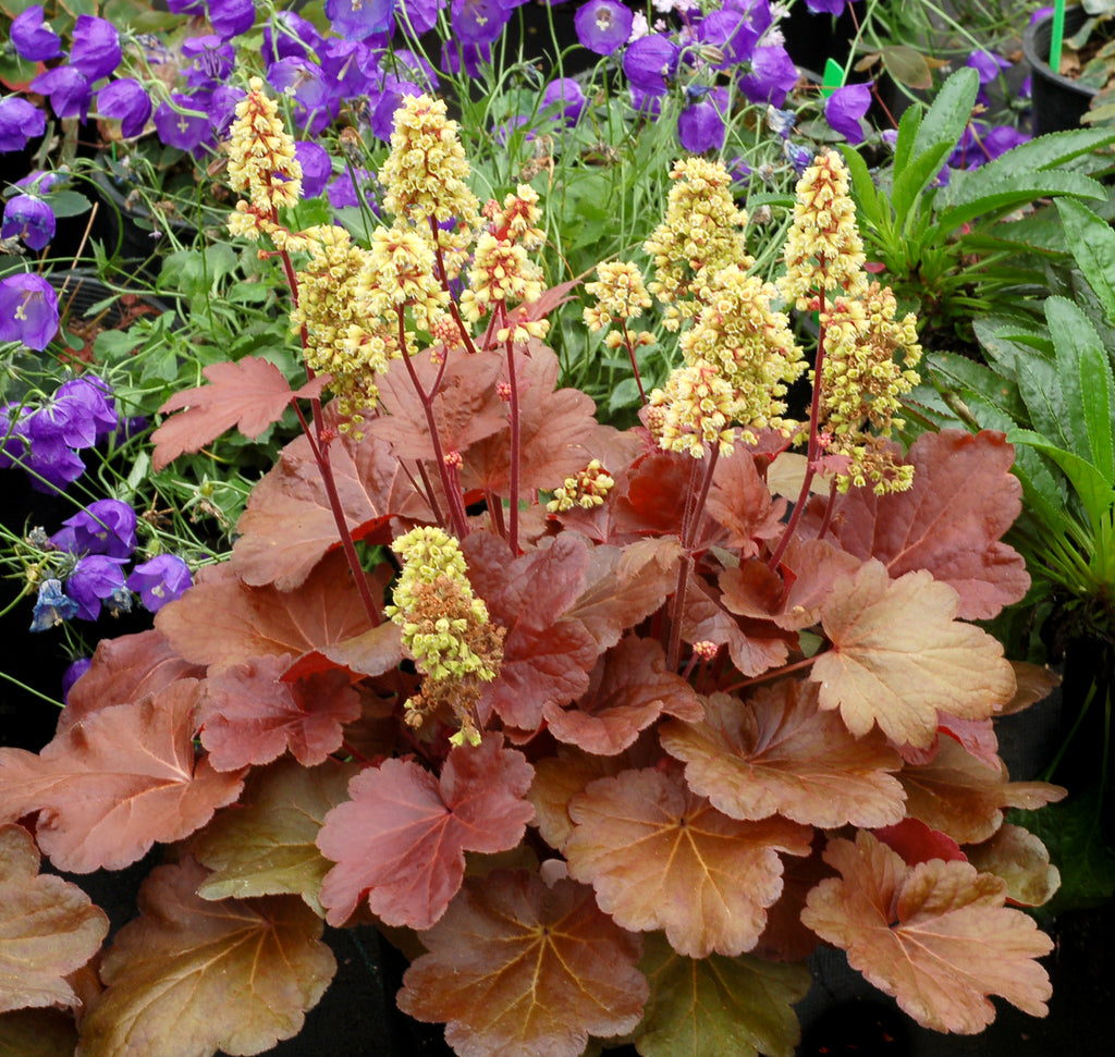 Heuchera 'Blondie' PPAF