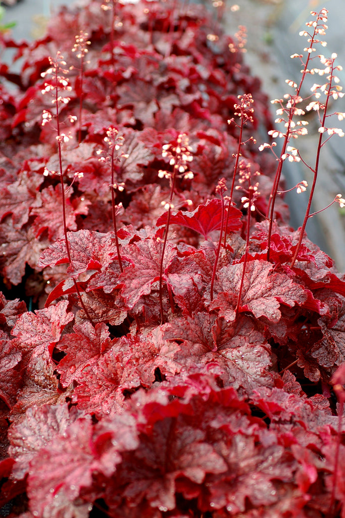 Heuchera 'Cajun Fire' PPAF