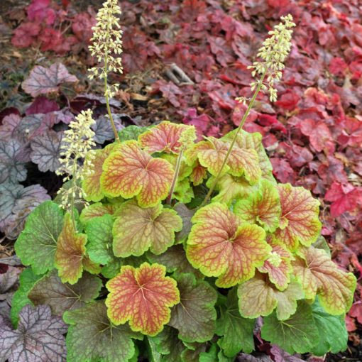 Heuchera 'Delta Dawn' PP23545