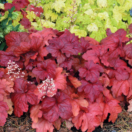 Heuchera 'Fire Alarm' PPAF