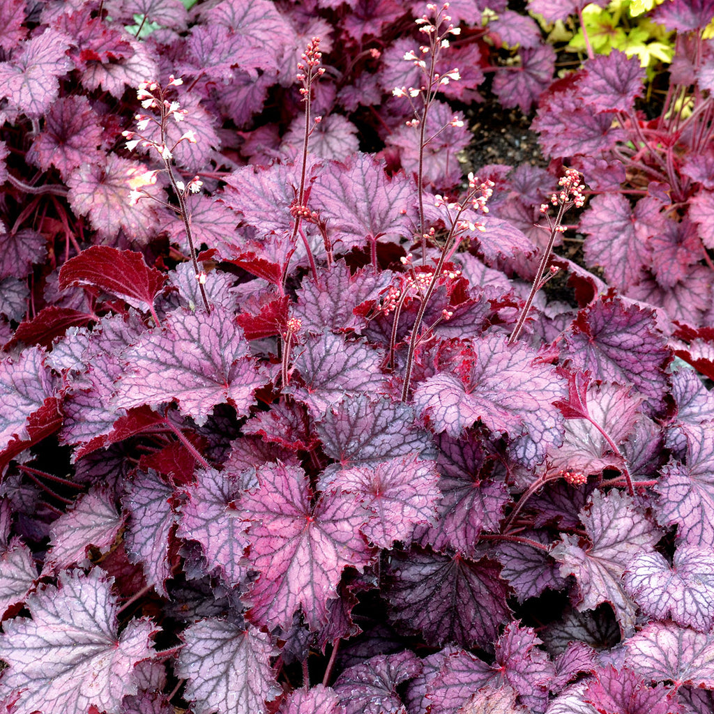 Heuchera 'Frost' PPAF