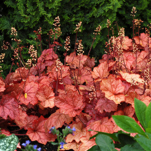 Heuchera 'Georgia Peach' PP19375