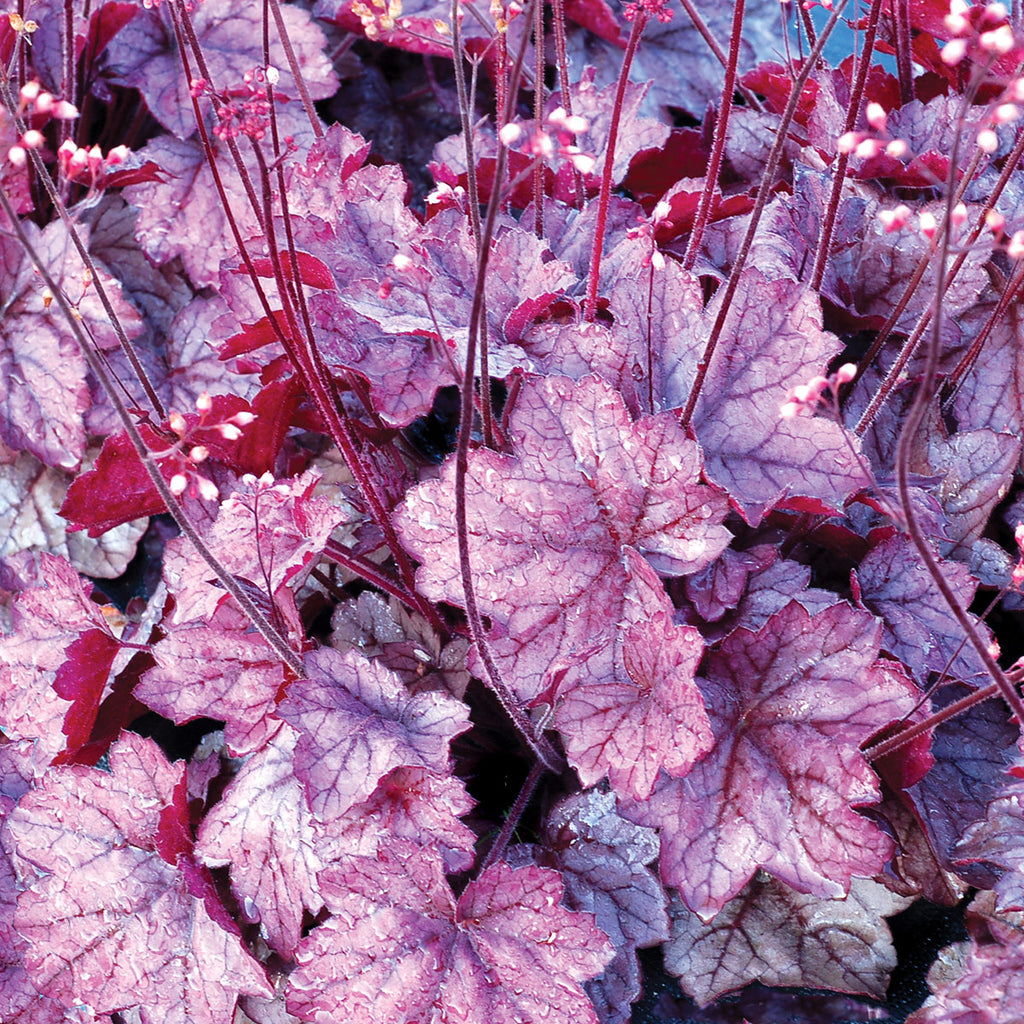 Heuchera 'Georgia Plum' PPAF