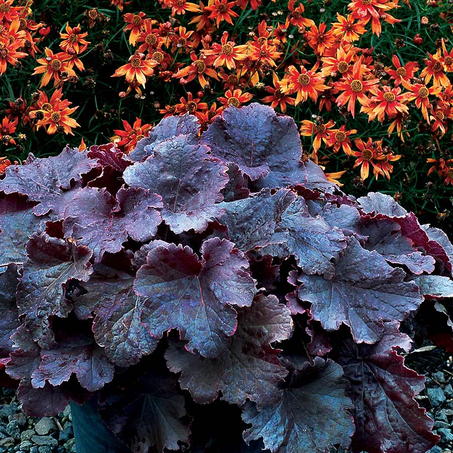 Heuchera NORTHERN EXPOSURE™ 'Black' PP30583