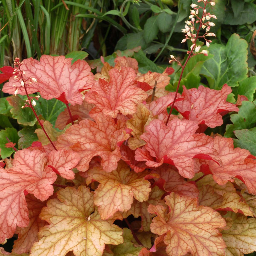 Heuchera 'Paprika' PPAF