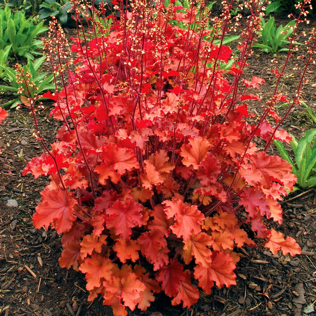 Heuchera 'Peach Crisp' PPAF