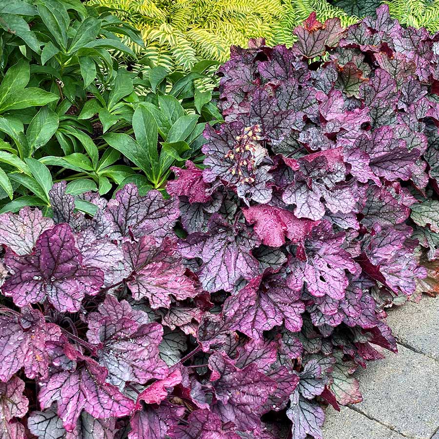 Heuchera 'Spellbound' PPAF