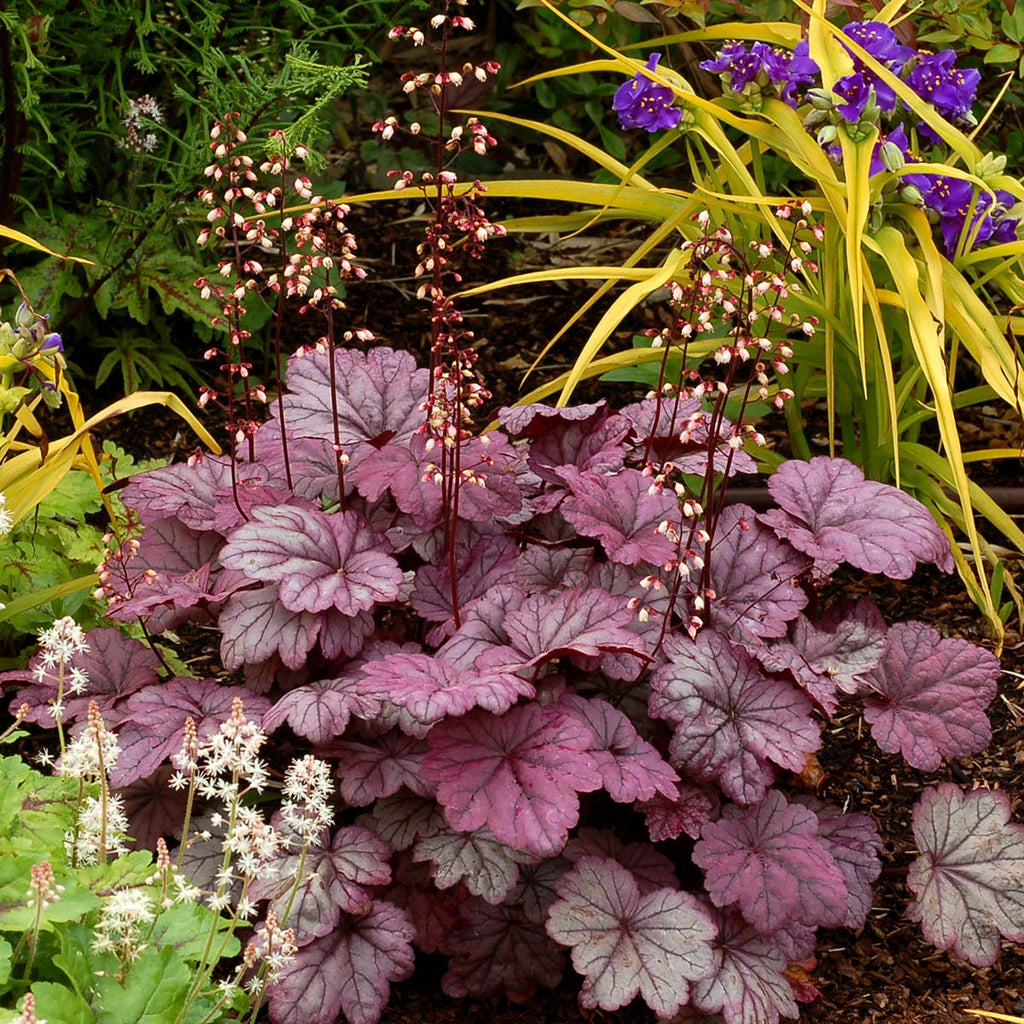 Heuchera 'Sugar Plum' PP21857