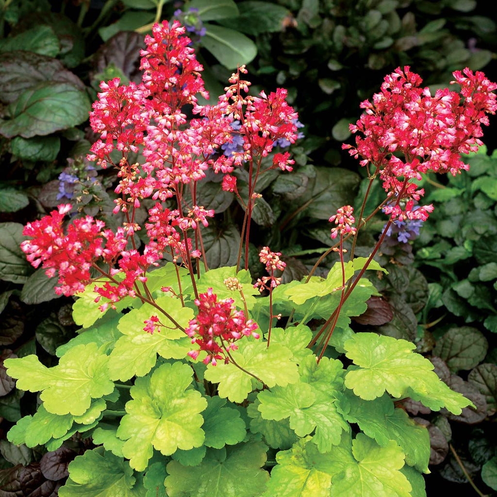 Heuchera 'Sweet Tart' PPAF