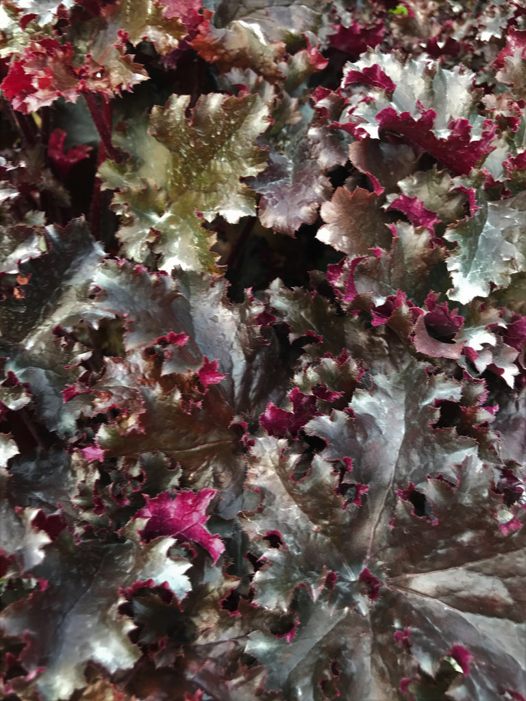 Heuchera 'Black Taffeta' PP26162