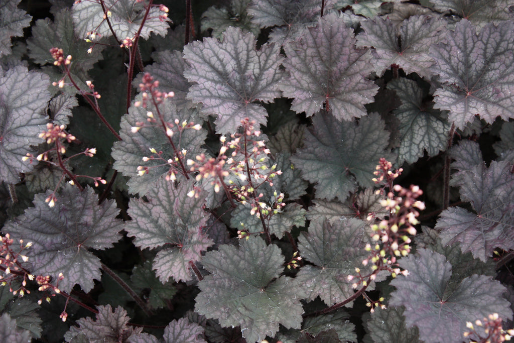 Heuchera 'Dark Secret' PP20683