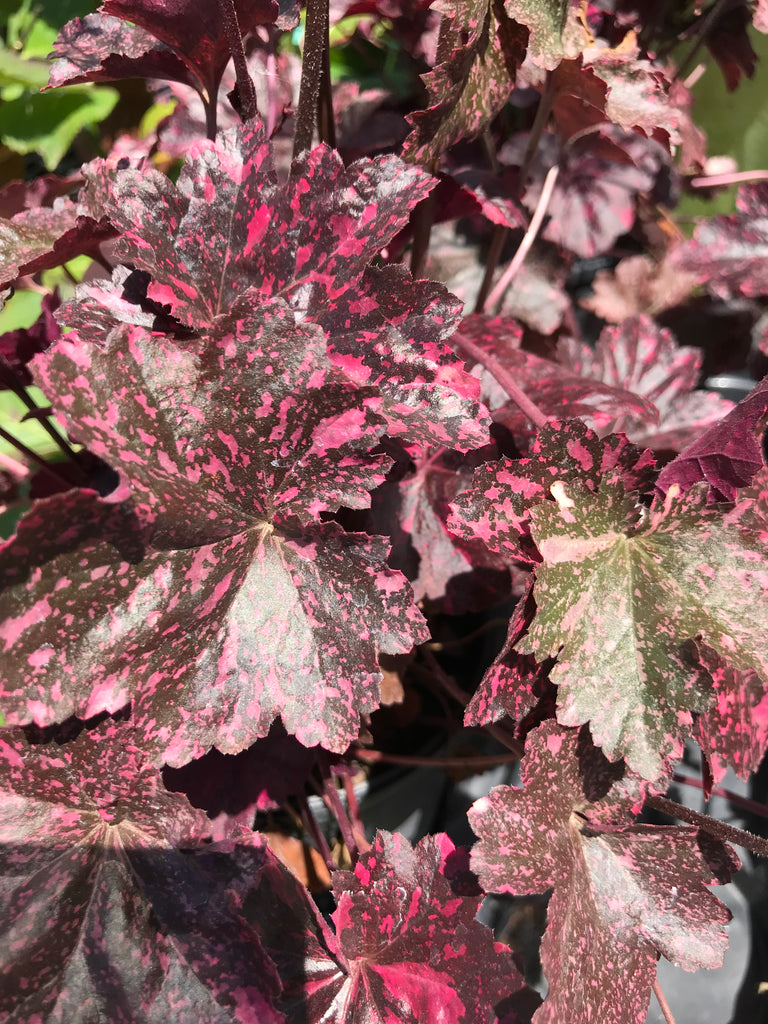 Heuchera x 'Midnight Rose' PP18551