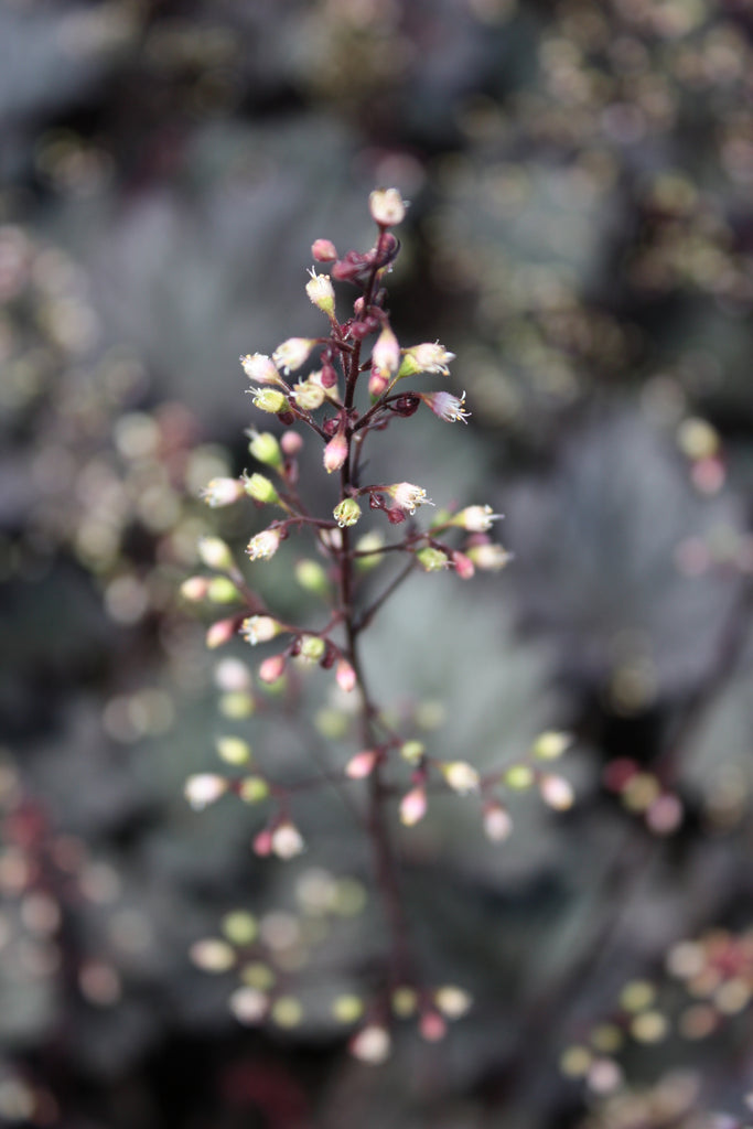 Heuchera 'Frosted Violet' PP15085