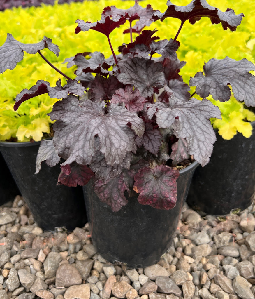 Heuchera x 'Plum Pudding'