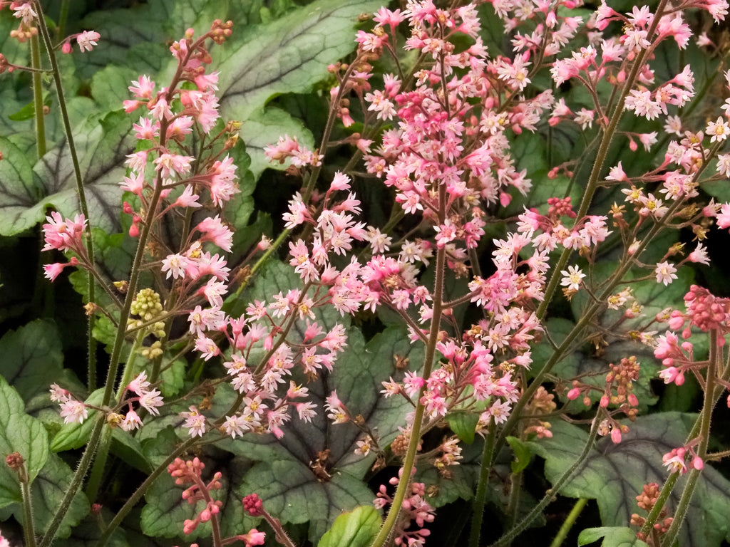 Heucherella 'Pink Fizz' PP26947