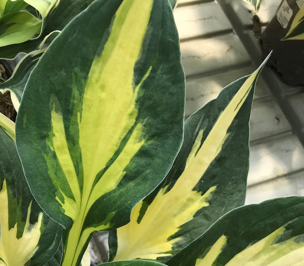 Hosta 'Morning Star'