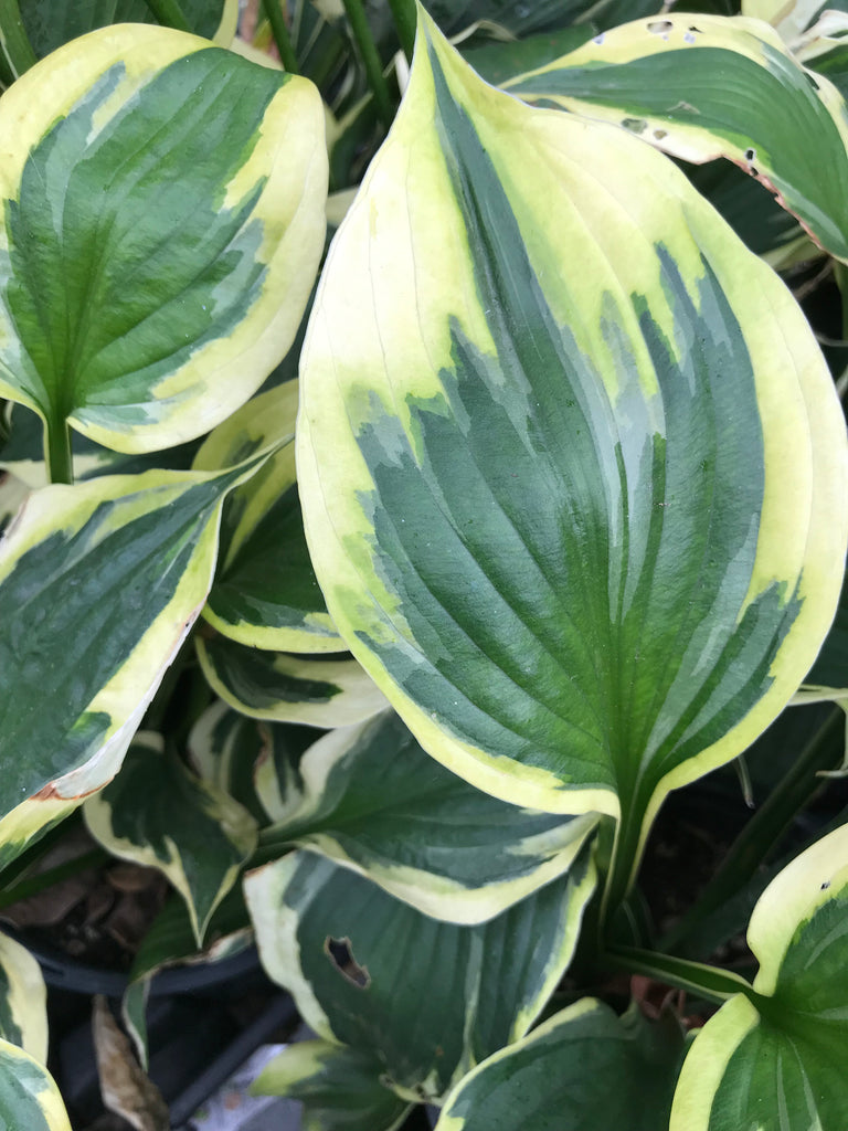 Hosta 'Twilight'