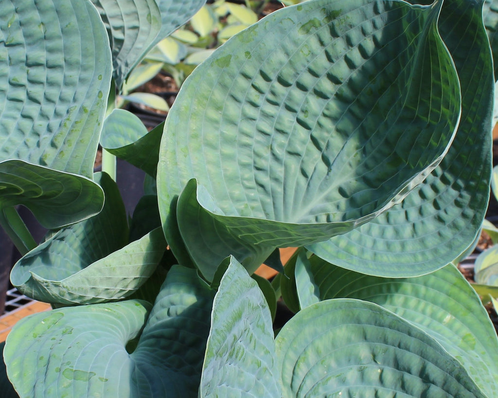 Hosta 'Abiqua Drinking Gourd'