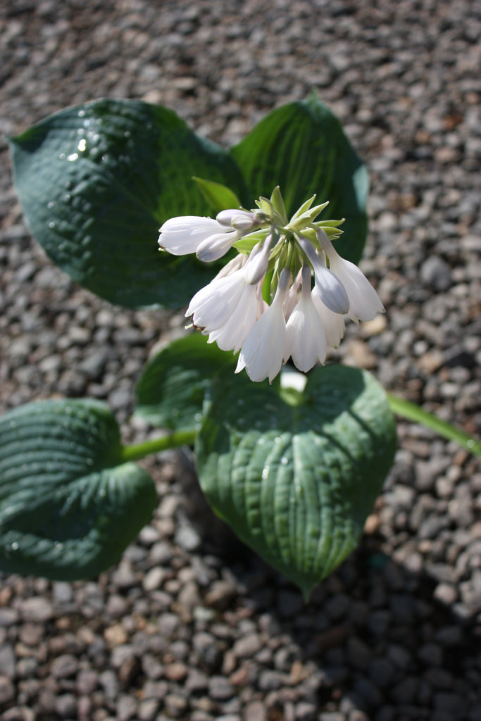 Hosta 'Powder Blue'