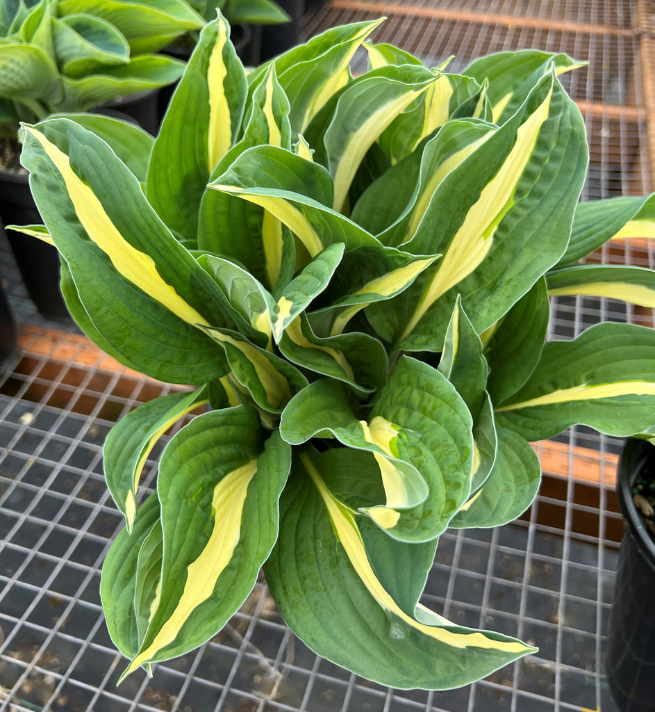 Hosta 'Risky Business'