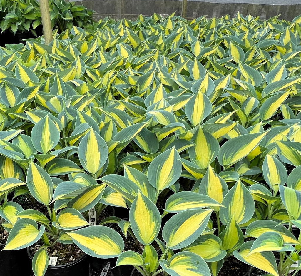 Hosta 'Touch of Class' PP13080