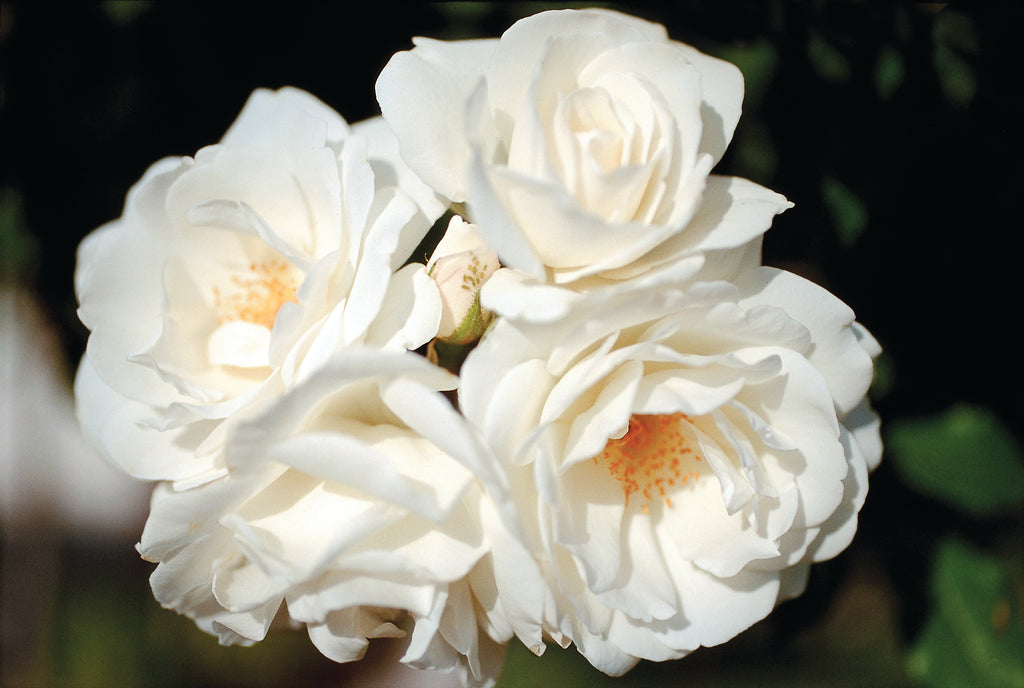 Rosa climb. 'Iceberg' (white), Espalier