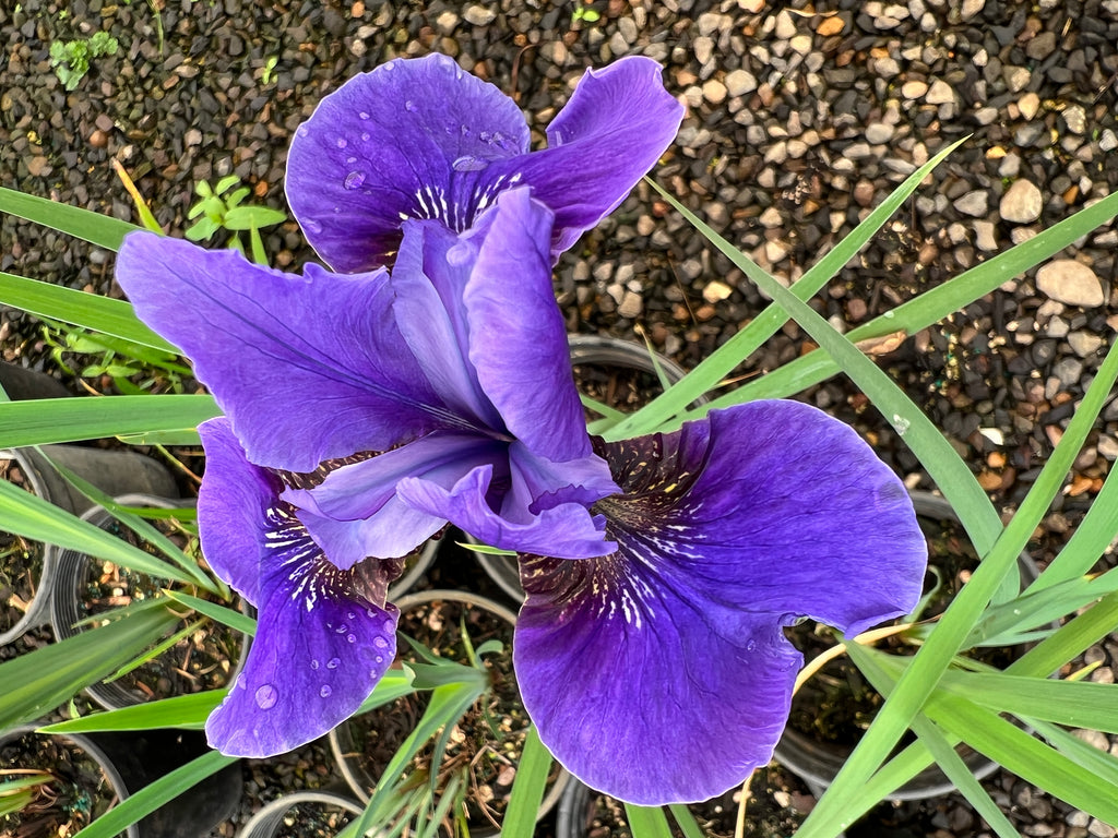 Iris sibirica 'Dreaming Spires' (lavender)