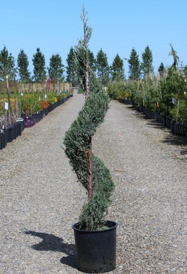 Juniperus scop. 'Moonglow', Spiral (CG)