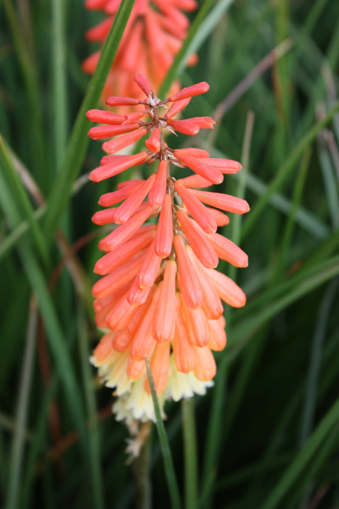 Kniphofia 'Flamenco'