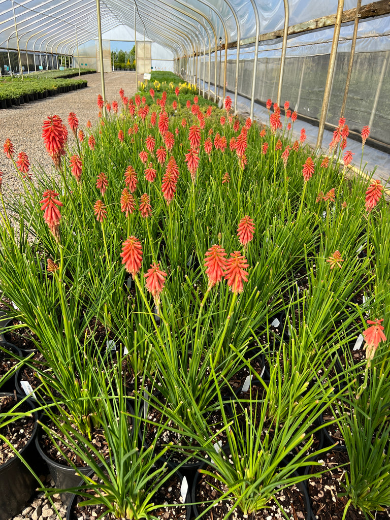 Kniphofia 'Mango Popsicle' PP22968